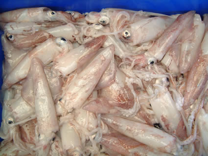 CALAMARES 01.jpg